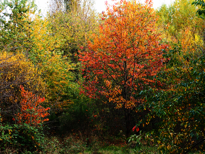 ザールブリュッケン