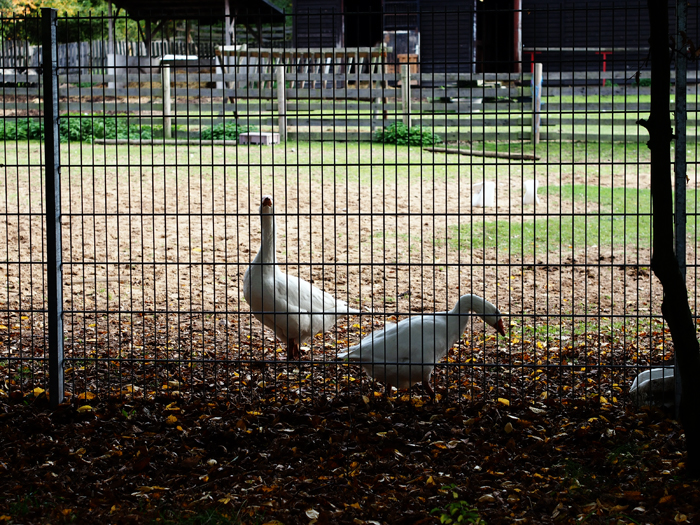 ザールブリュッケン