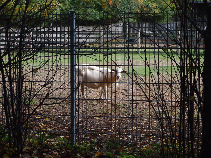 ザールブリュッケン