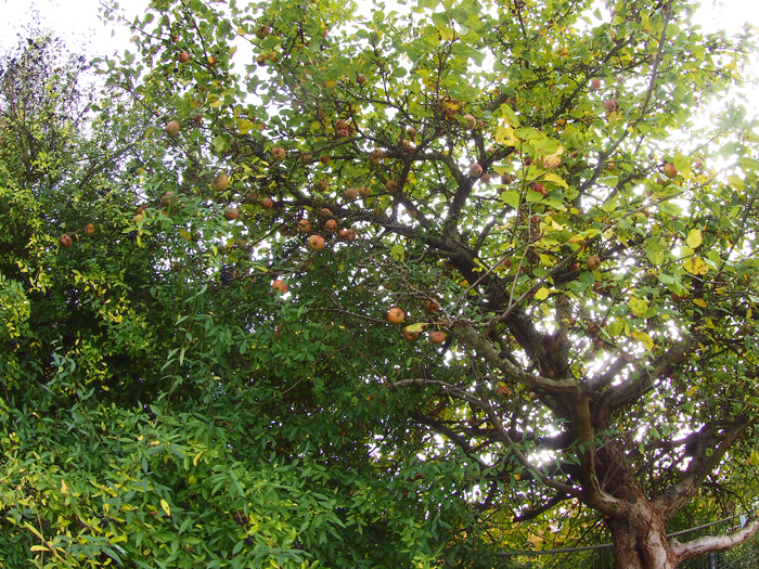 ザールブリュッケン