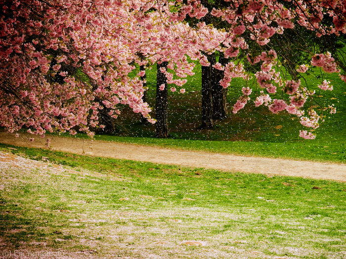 ドイツの桜