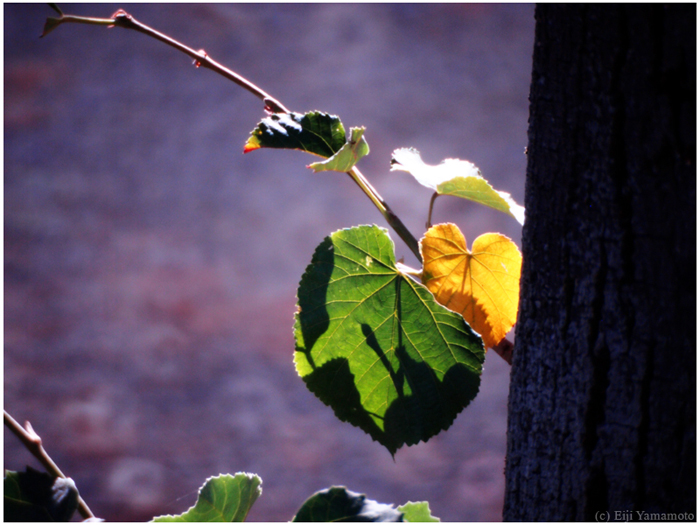 ザールブリュッケン