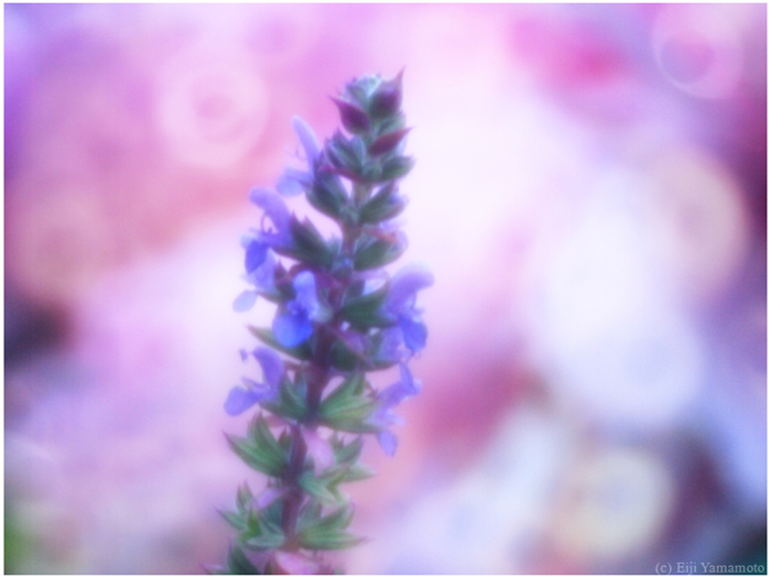 ザールブリュッケン