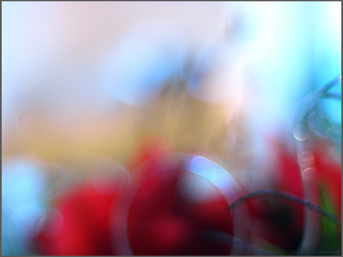 オールドレンズで花遊び