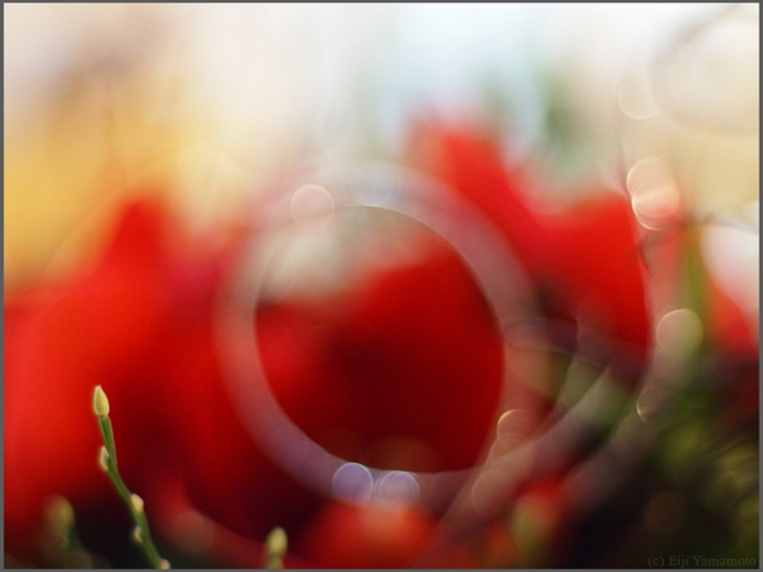 オールドレンズで花遊び