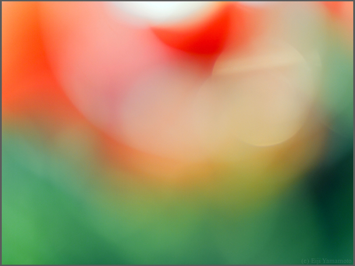オールドレンズで花遊び
