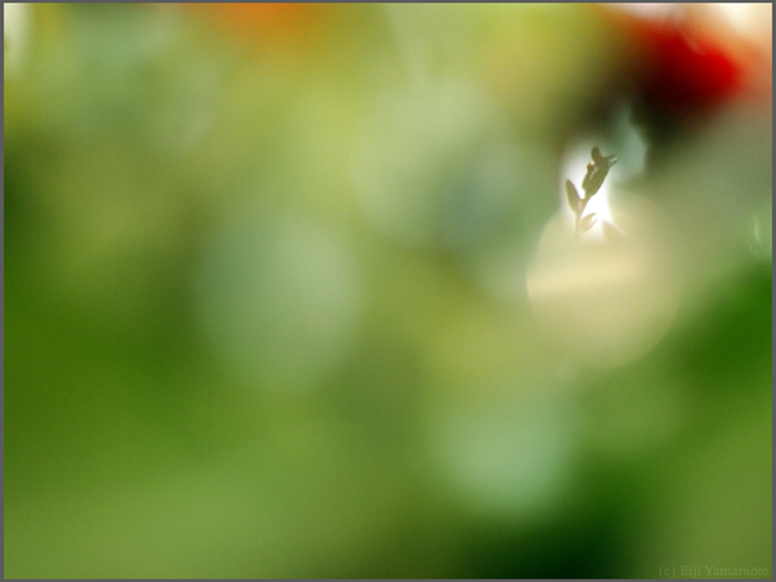 オールドレンズで花遊び