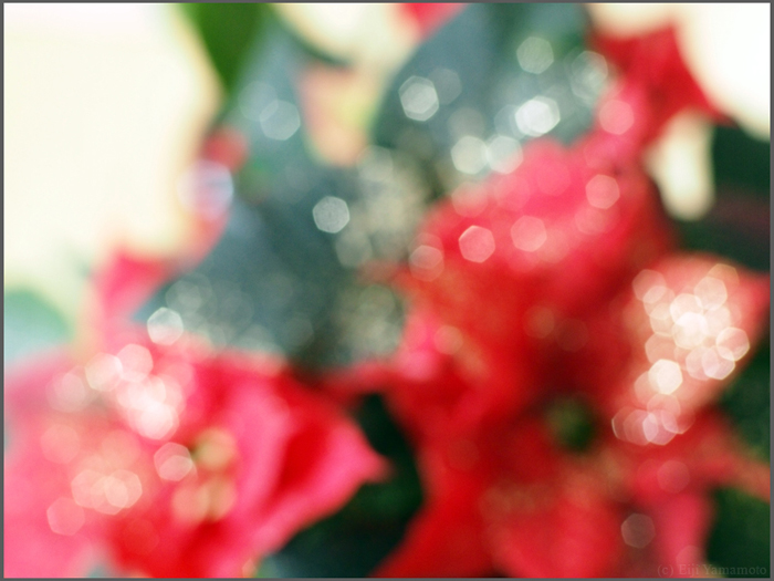 オールドレンズで花遊び
