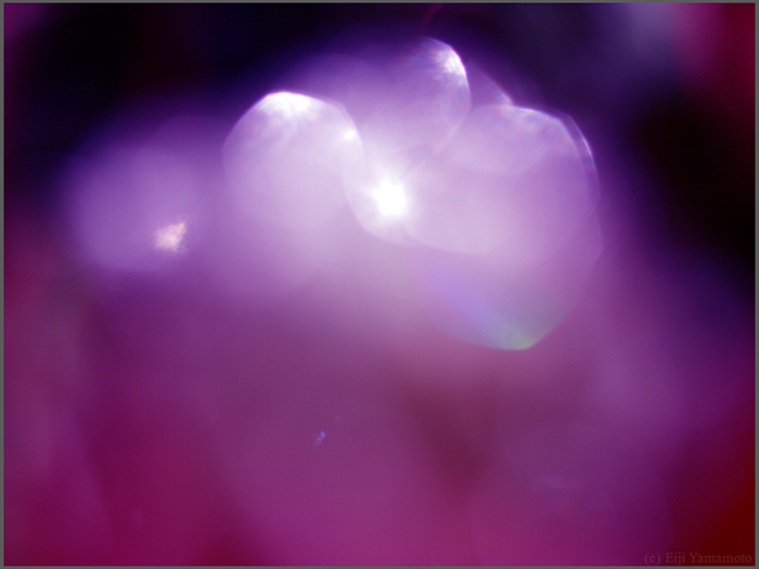 オールドレンズで花遊び