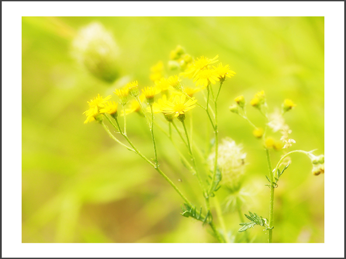 ベルンカステル=クース