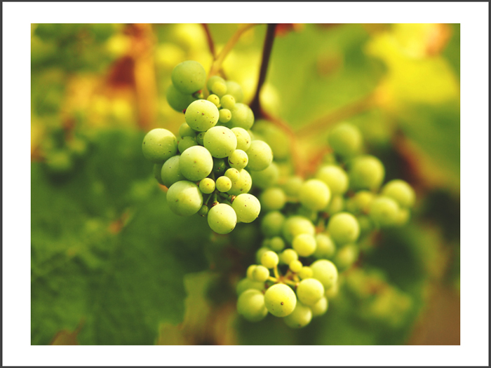 ベルンカステル=クース