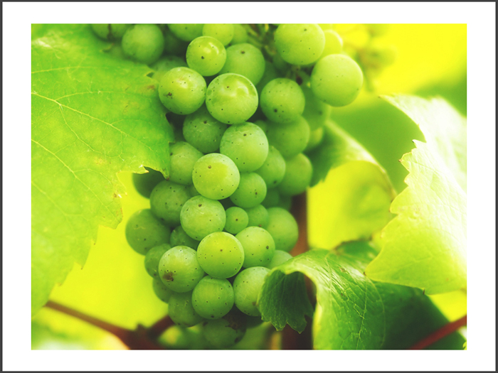 ベルンカステル=クース