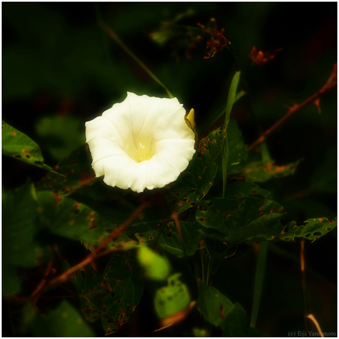 ザールブリュッケン