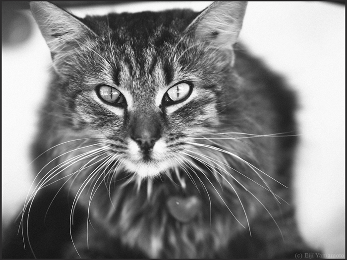 オンブール・オー