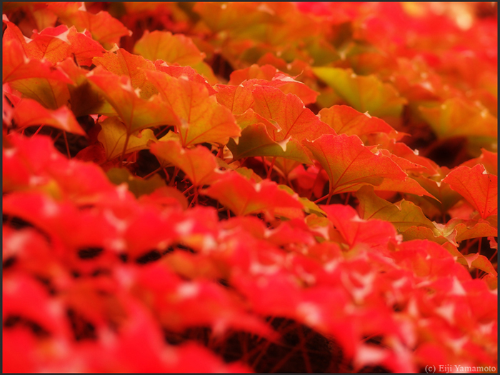 ザールブリュッケン