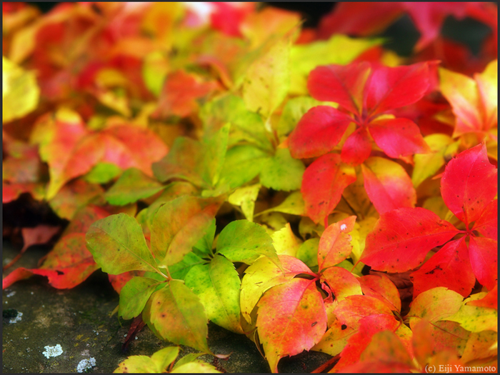 ザールブリュッケン