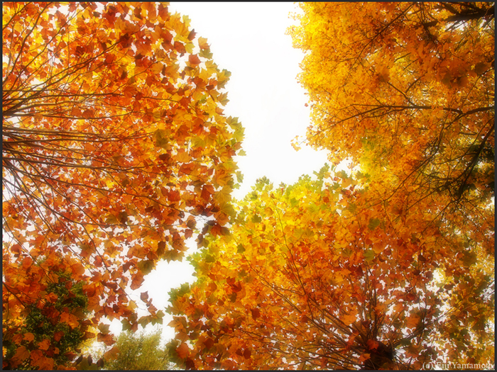 ザールブリュッケン