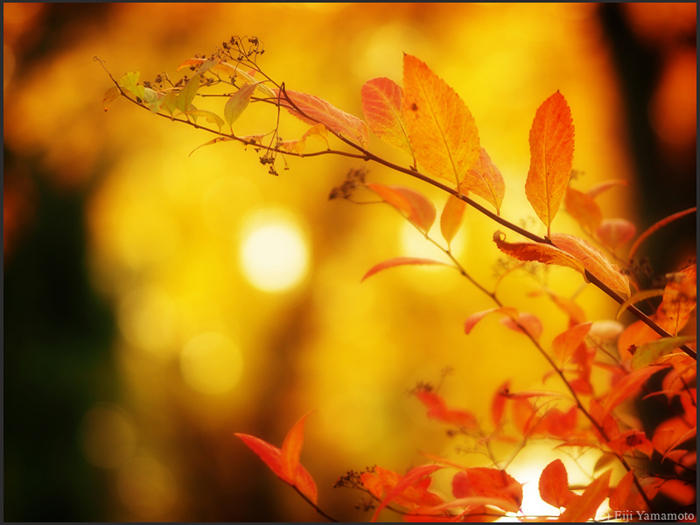 ザールブリュッケン