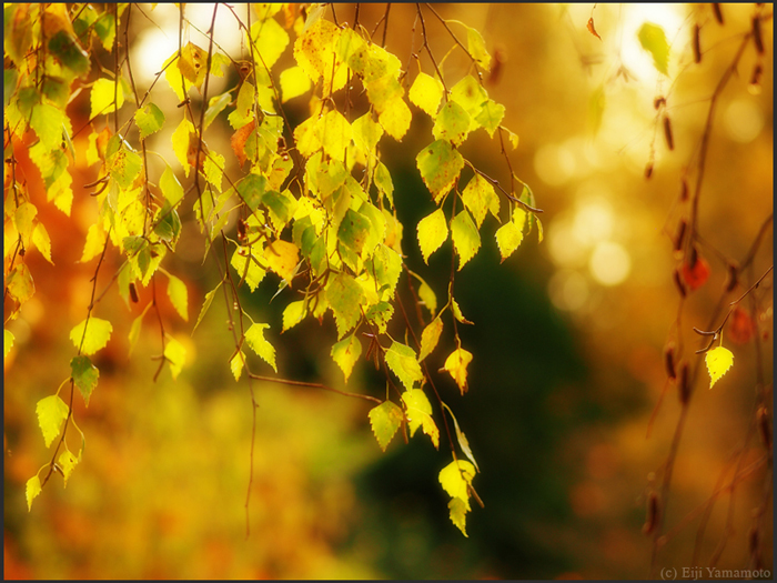 ザールブリュッケン