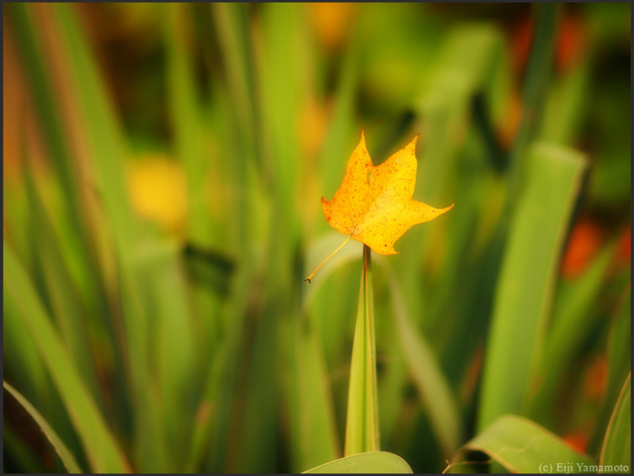 ザールブリュッケン