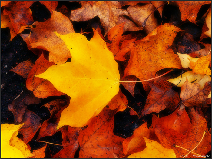 ザールブリュッケン