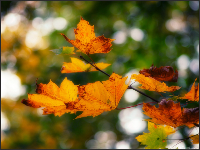ザールブリュッケン
