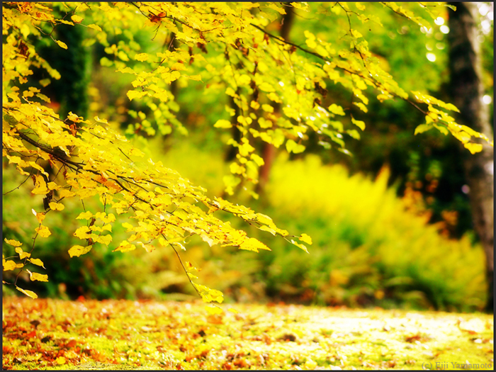 ザールブリュッケン