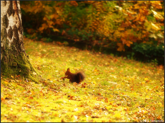 ザールブリュッケン