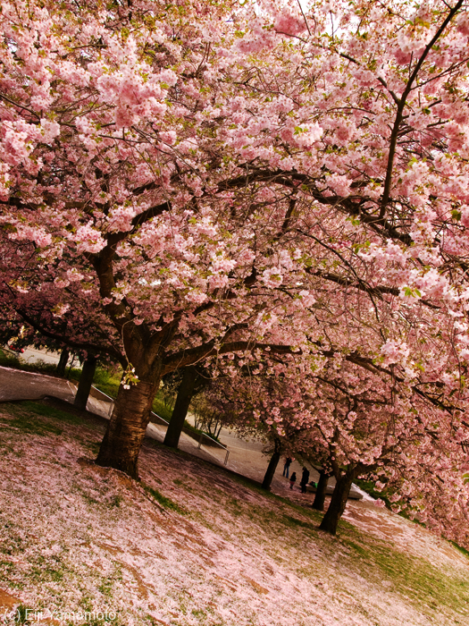 ドイツの桜