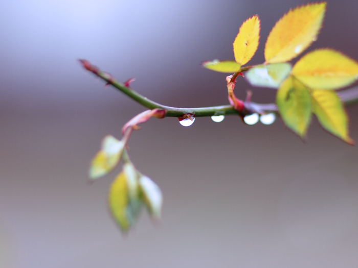 オールドレンズ