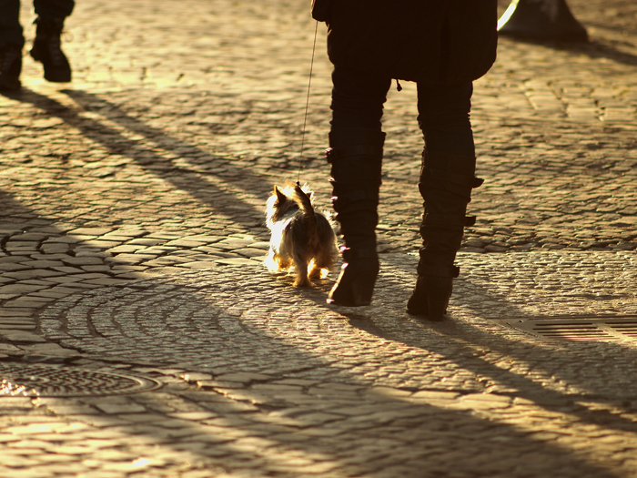 犬