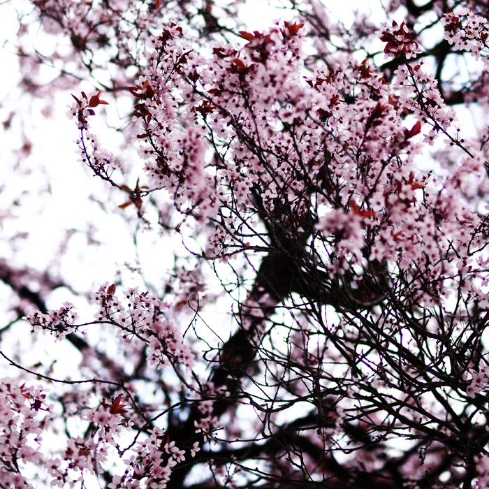 ザールブリュッケン