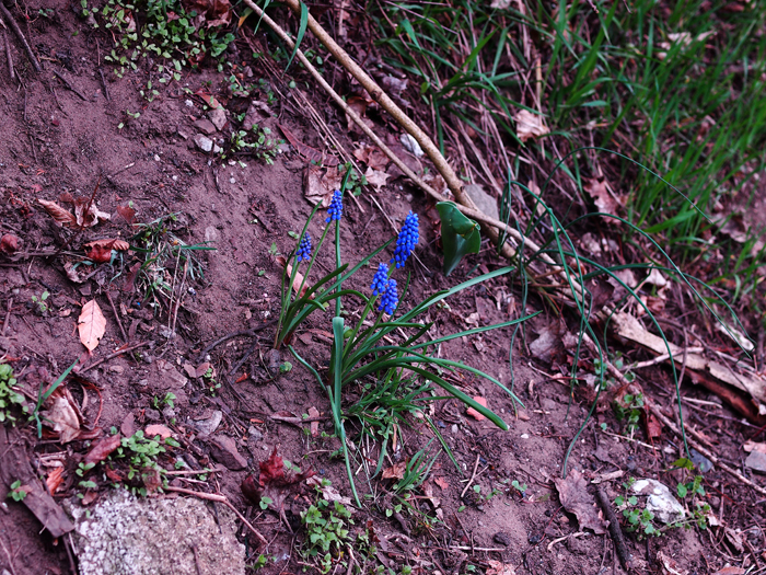 ザールブリュッケン