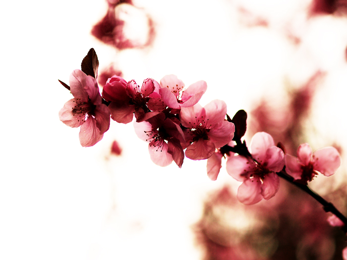 ザールブリュッケン