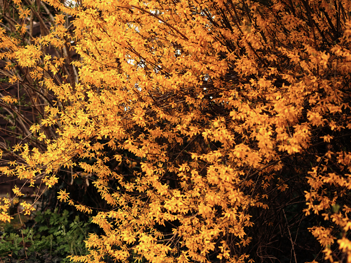 ザールブリュッケン