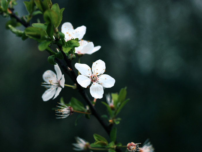 ザールブリュッケン