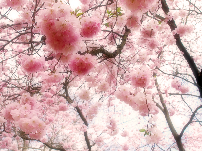 桜
