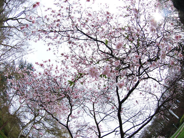 桜