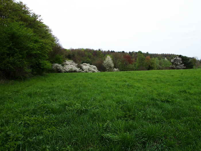 ザールブリュッケン