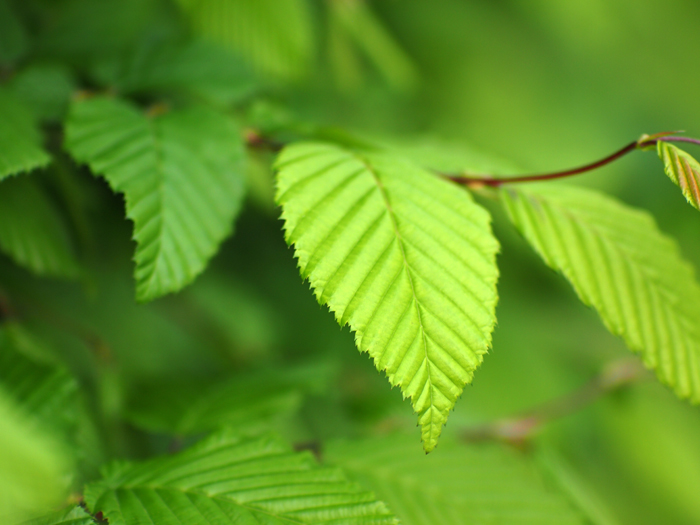 ザールブリュッケン