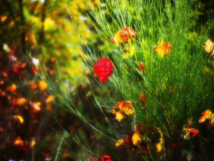 ザールブリュッケン