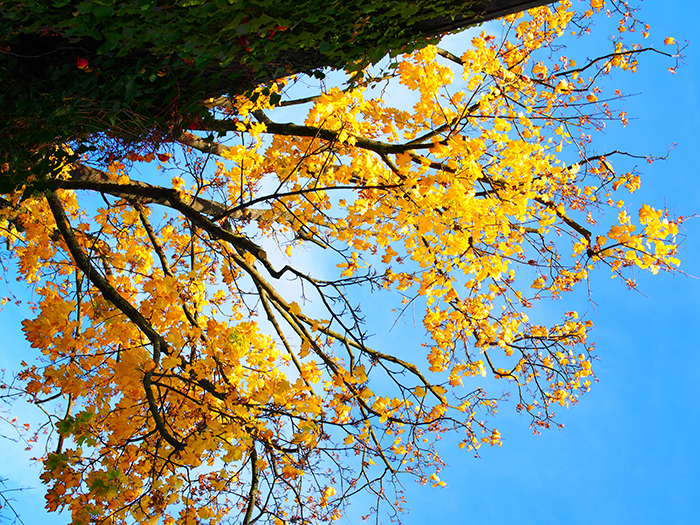 ザールブリュッケン