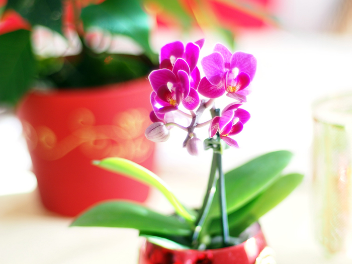 新年